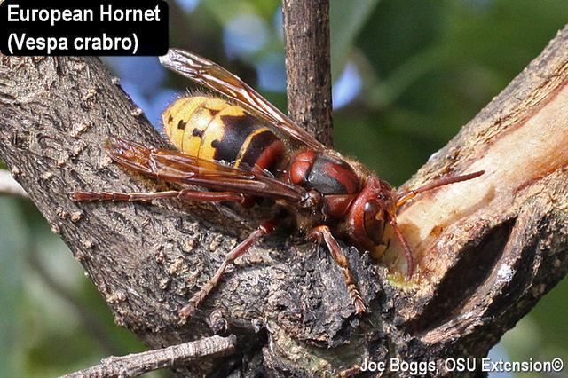 European Hornet on branch